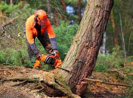 Best Tree Cabling and Bracing  in Bend, OR