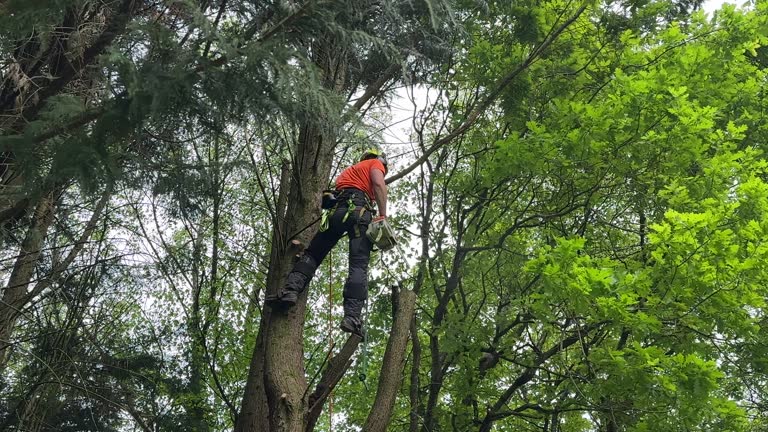 Best Emergency Tree Removal  in Bend, OR