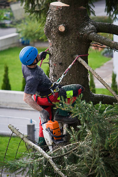 Best Commercial Tree Services  in Bend, OR