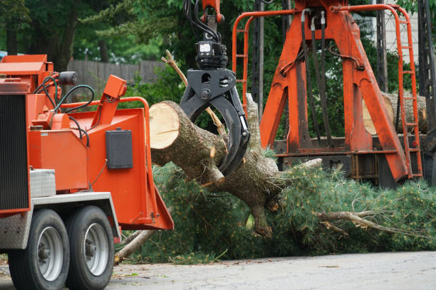 Best Tree Trimming and Pruning  in Bend, OR